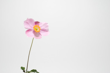 Fototapeta na wymiar Plant (Anemone) on a light background.