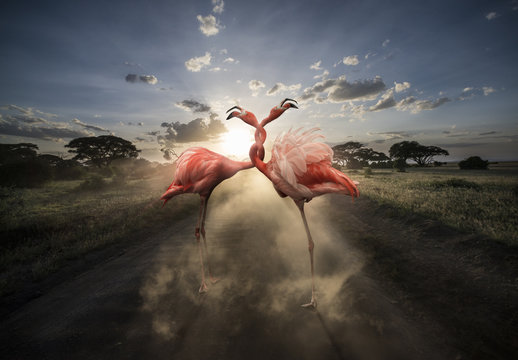 Twisted Flamingos Composite