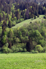 landscape of mountains with fir-trees