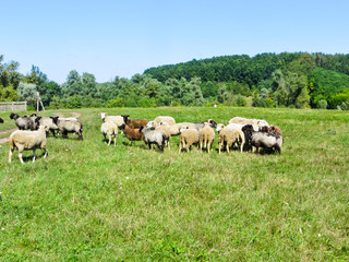 Herd of sheep on a meadow
