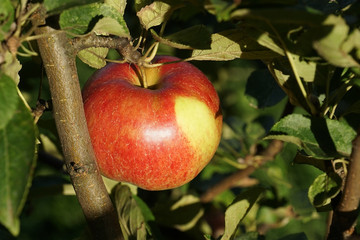 apple