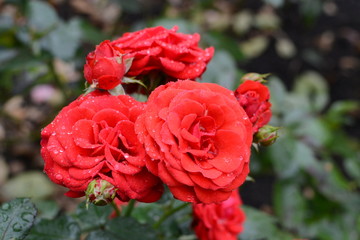 Roses in the garden