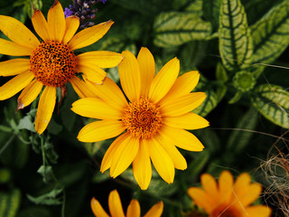 Variegated leaves and yellow flowers - False sunflower, rough oxeye - Heliopsis helianthoides 'Loraine Sunshine' 