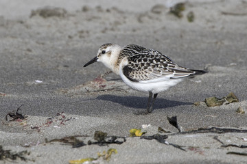 Sanderling in autumn plumage standing on a sandy beach