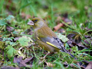 European greenfinch (Chloris chloris)