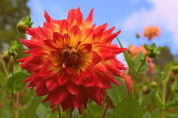 Dahlia in the garden