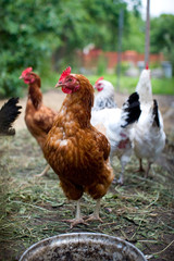 Chickens