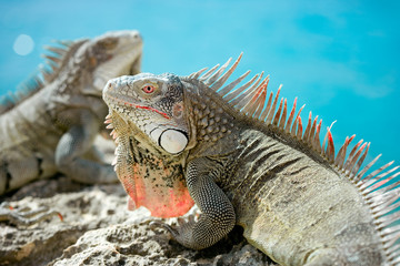 Iguana on the Rocks