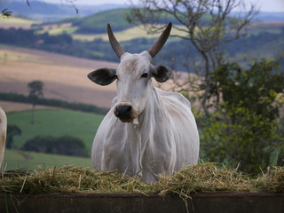 Nelore cattle