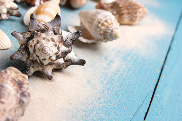 Marine summer postcard. Seashells on blue wooden boards in the sand on the beach