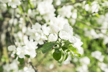 white flowers of Apple blossoms