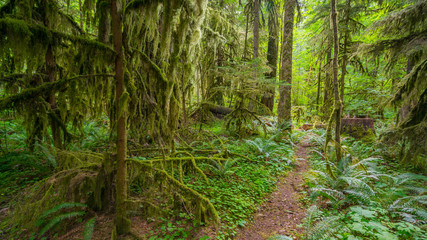 Fairy green forest. Large trees were overgrown with moss. The sun's rays fall through the leaves. Iron Creek Campground trails, Mount St Helens - East Part