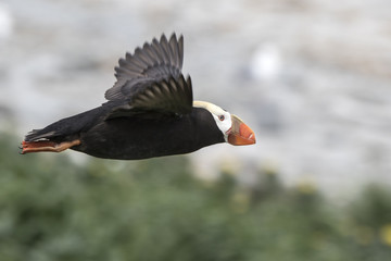 tufted puffin  which departs from the colony for fishing