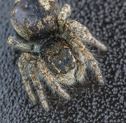 Salticus scenicus jumping spider macro