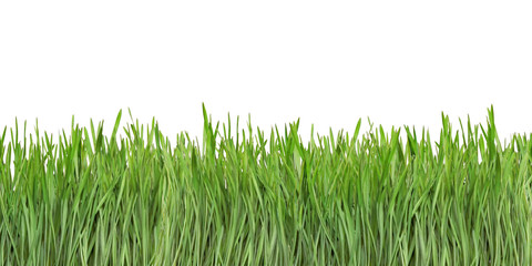 Fototapeta premium Grass Blades Cutout