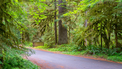 Road in the fairy green forest. Large trees were overgrown with moss. Iron Creek Campground trails, Mount St Helens - East Part