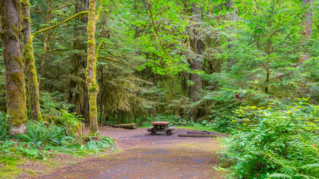 Fototapeta Picnic table in fairy green forest. Large trees were overgrown with moss. The sun's rays fall through the leaves. Iron Creek Campground trails, Mount St Helens - East Part