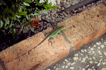 Green Lizard
