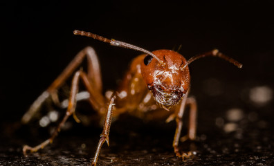 ant