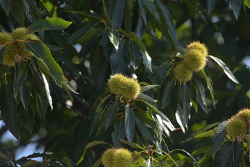 green tree of chestnut