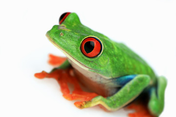 Red-eyed Treefrog