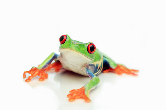Red-eyed Treefrog