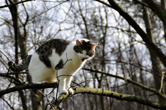 Katze am Baum