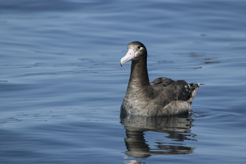 young short-tailed albatross sitting on the water a summer day