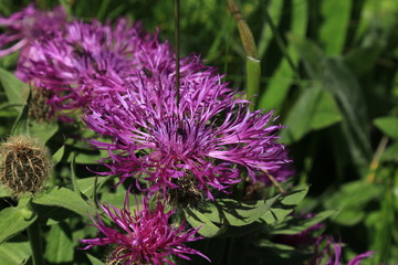 Flockenblume Centaurea