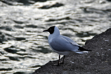 Seevogel auf der Kaimauer