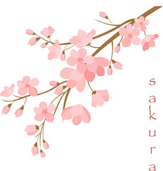 Vector illustration. Branch of Japanese cherry blossoms with beautiful flowers.Sakura. White background.