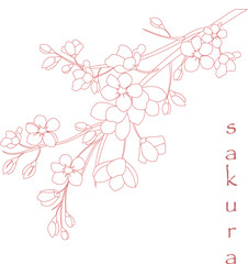 Vector illustration. Branch of Japanese cherry blossoms with beautiful flowers.Sakura. White background.