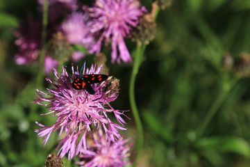 Flockenblume Centaurea