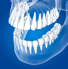 Fototapeta na wymiar Transparent scull and teeth , xray view . 3D illustration .