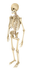 Human skeleton isolated , Medically accurate 3d illustration .