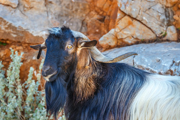 Domestic goat on Crete Island, Greece