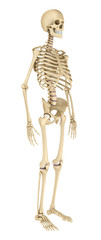 Human skeleton isolated , Medically accurate 3d illustration .