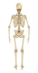 Human skeleton isolated , Medically accurate 3d illustration .