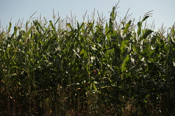Fototapeta premium summer in Europe - corn field