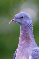 Columba - pigeon