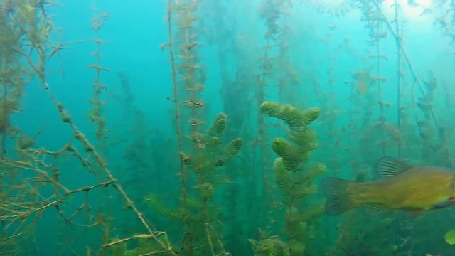 Live in the lake - tench shoal 