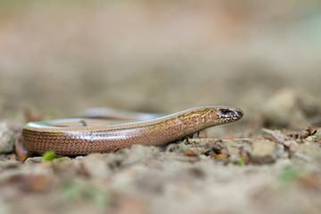 a young Blindworm on ground