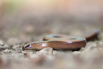 a young Blindworm on ground
