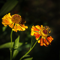 Bee is on the orange flower of sneezeweed