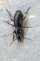 Ground beetle - Pterostichus madidus
