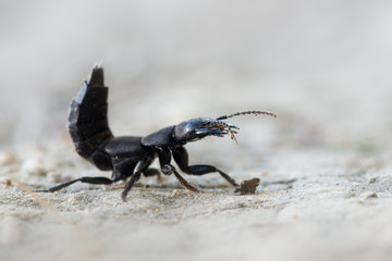 Devil's coach-horse beetle - Ocypus olens