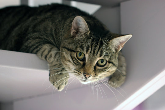 le regard du chat 
