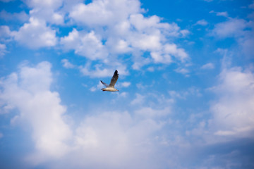seagull on a background of blue sky and clouds