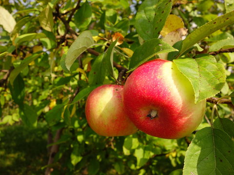 Яблоня я двумя спелыми яблоками.