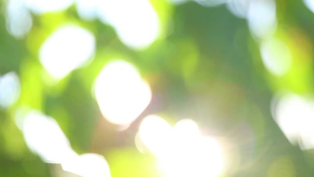 Natural green leaves background. Real time video footage of sunbeams through fresh foliage of tree in park moving slowly in wind and bright sunlight and sunshine filtering.